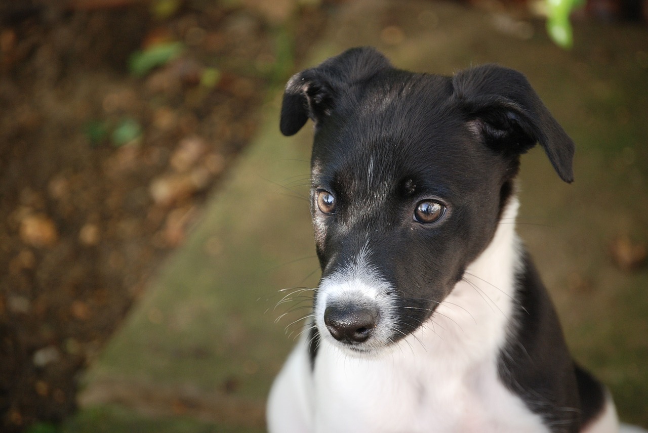 Lurcher, Šuniukas, Šunys, Šuo, Naminis Gyvūnėlis, Juoda, Balta, Portretas, Nemokamos Nuotraukos,  Nemokama Licenzija