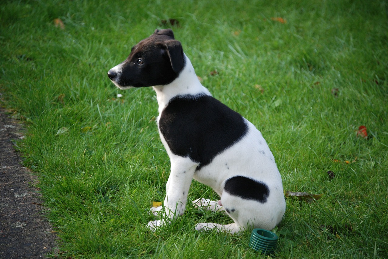 Lurcher, Šuniukas, Šunys, Šuo, Naminis Gyvūnėlis, Juoda, Balta, Sėdi, Nemokamos Nuotraukos,  Nemokama Licenzija