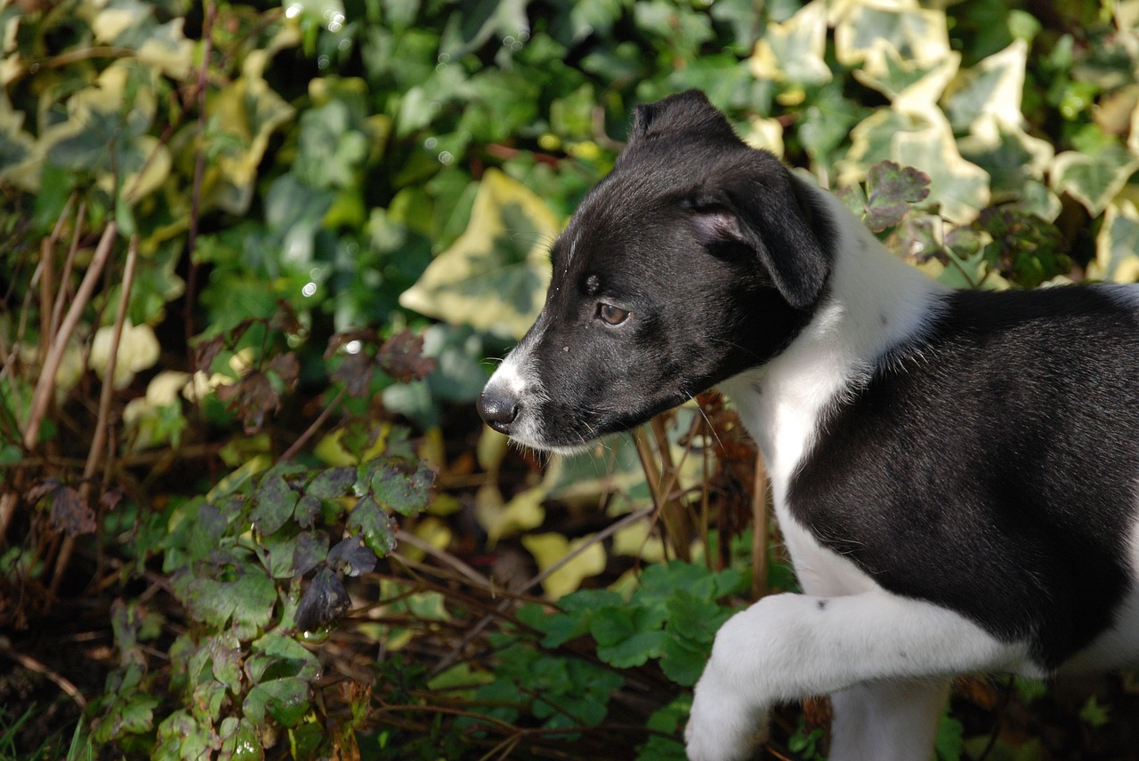 Lurcher, Šuniukas, Šunys, Šuo, Naminis Gyvūnėlis, Juoda, Balta, Sulaikymas, Nemokamos Nuotraukos,  Nemokama Licenzija