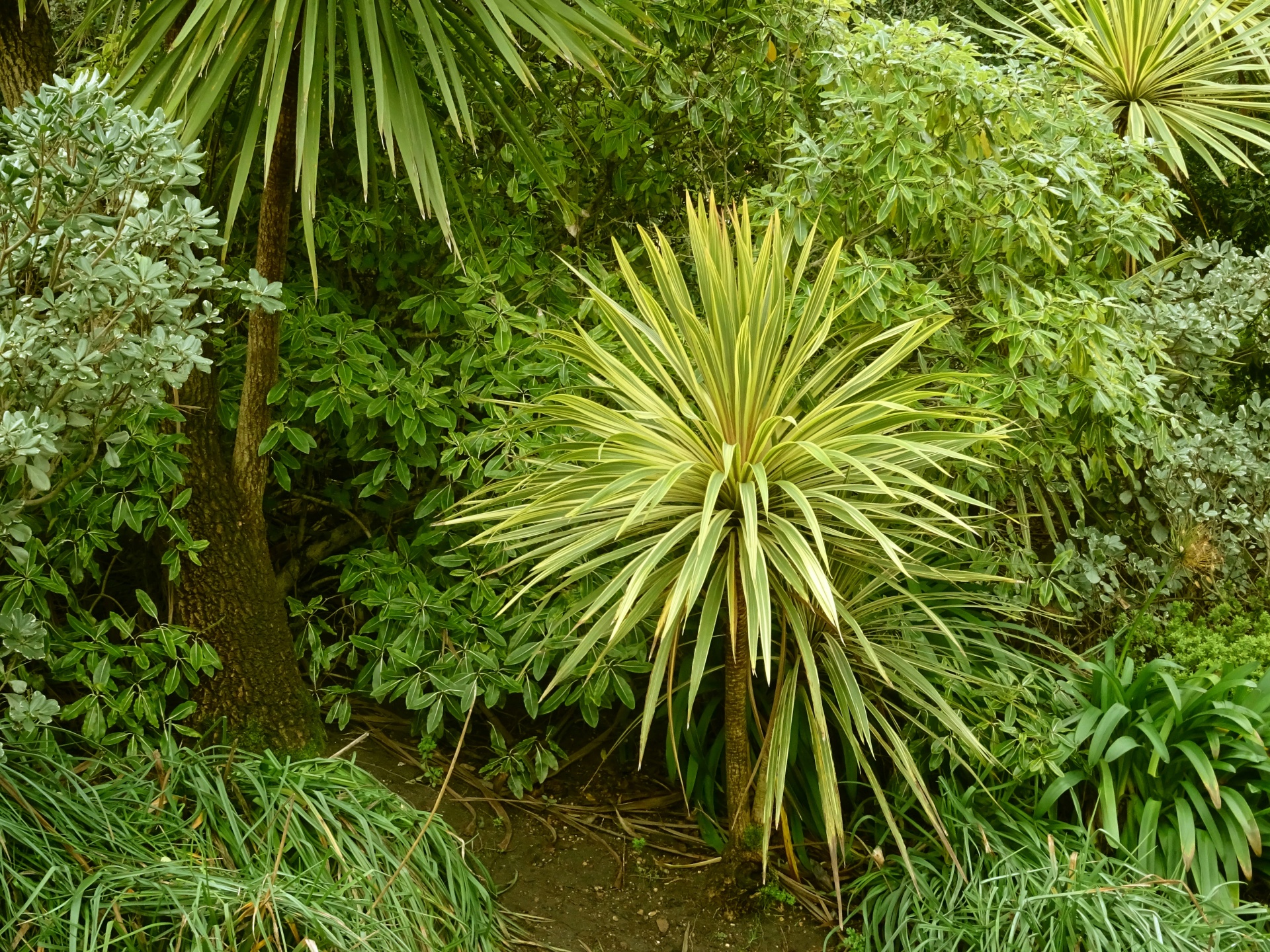 Žalias,  Sodrus,  Flora,  Augalai,  Augalas,  Atogrąžų,  Plantacija,  Fonas,  Internetas,  Interneto Svetainė