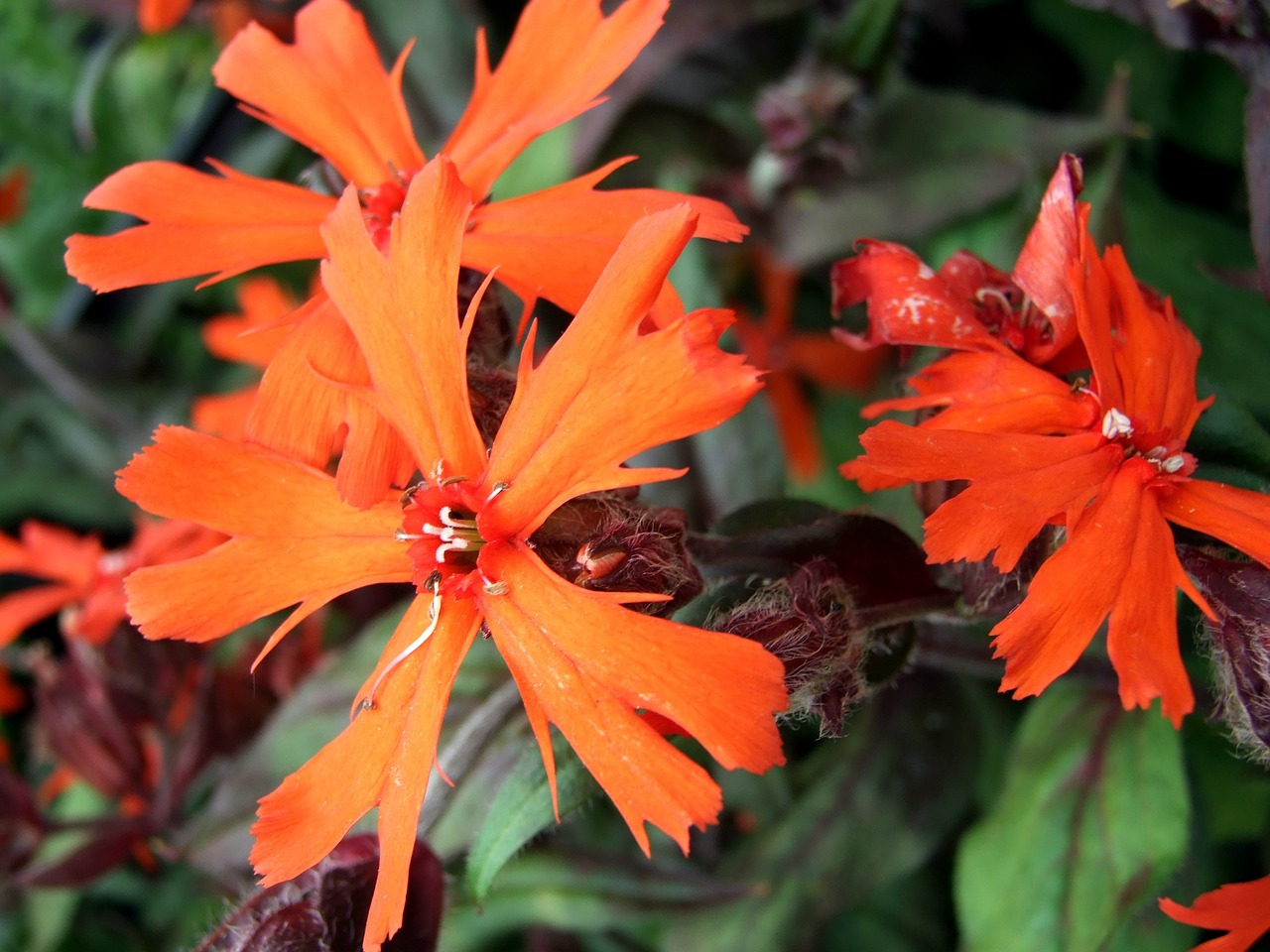 Lychnis, Gėlė, Daugiametis, Sodo Gėlės, Gamta, Žydėjimas, Augalas, Daugiamečiai Augalai, Padidinti, Vasara