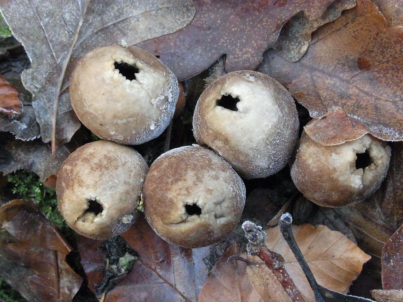 Lycoperdon, Grybai, Augalas, Gamta, Miškas, Žiema, Šaltis, Nemokamos Nuotraukos,  Nemokama Licenzija