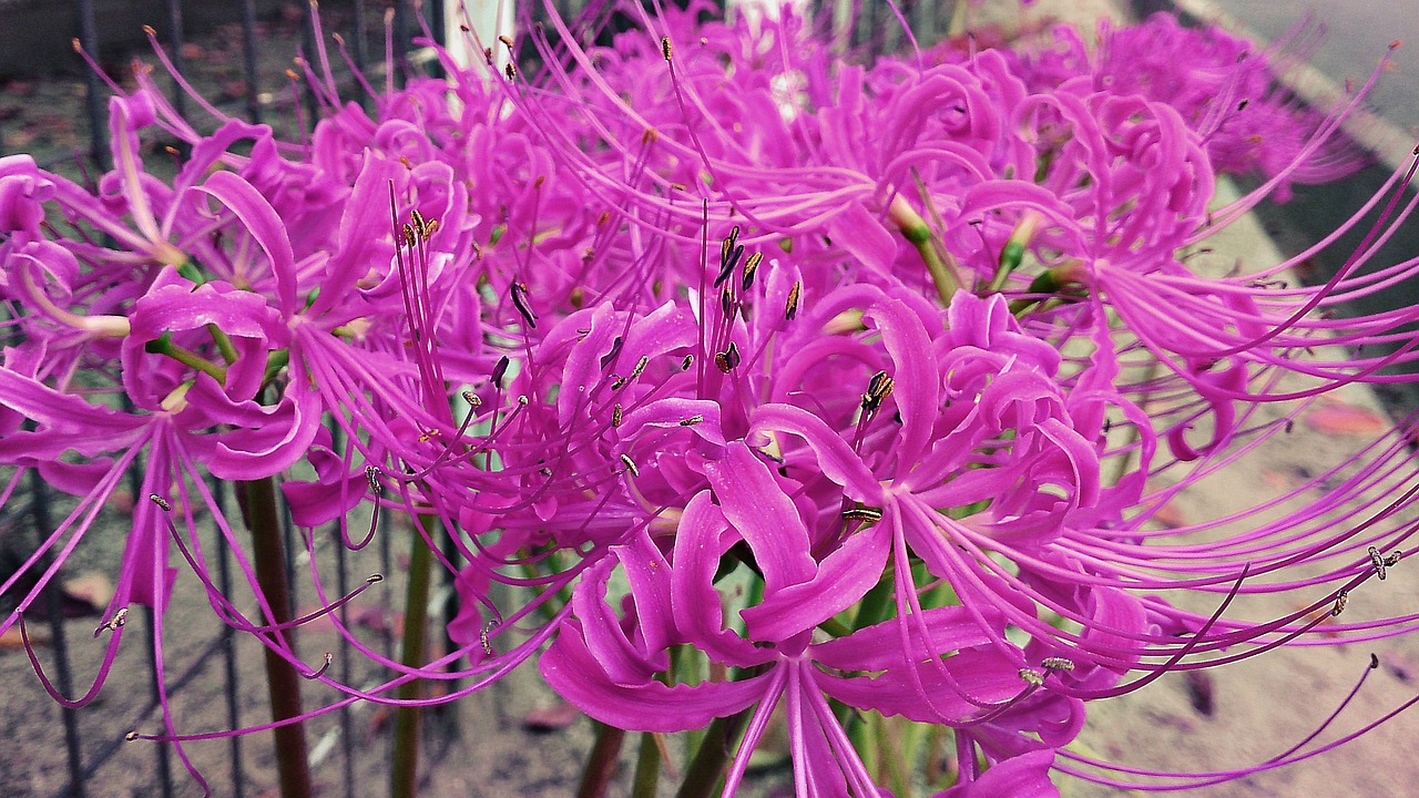 Lycoris, Radiata, Gėlė, Nemokamos Nuotraukos,  Nemokama Licenzija