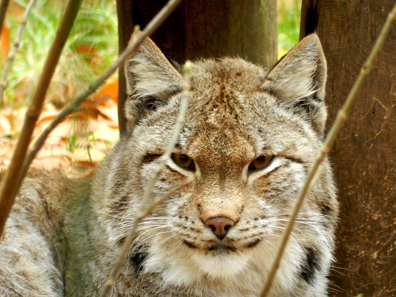 Lūšis, Zoologijos Sodas, Wildcat, Katė, Dėmesio, Felidae, Plėšrūnas, Lynx Lynx, Gyvūnas, Žinduoliai