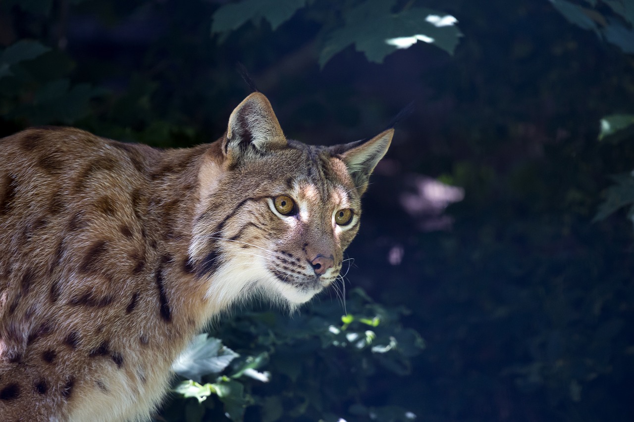 Lūšis, Wildcat, Plėšrūnas, Mėsėdis, Nemokamos Nuotraukos,  Nemokama Licenzija