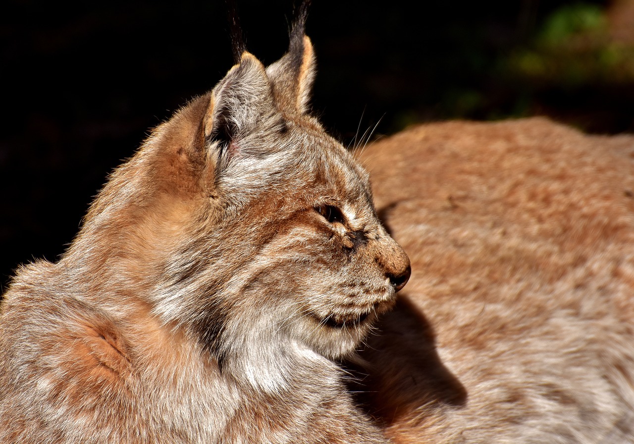 Lūšis, Laukinis Gyvūnas, Wildcat, Mėsėdžiai, Gyvūnų Pasaulis, Laukinės Gamtos Fotografija, Plėšrūnas, Katė, Gamta, Medžiotojas