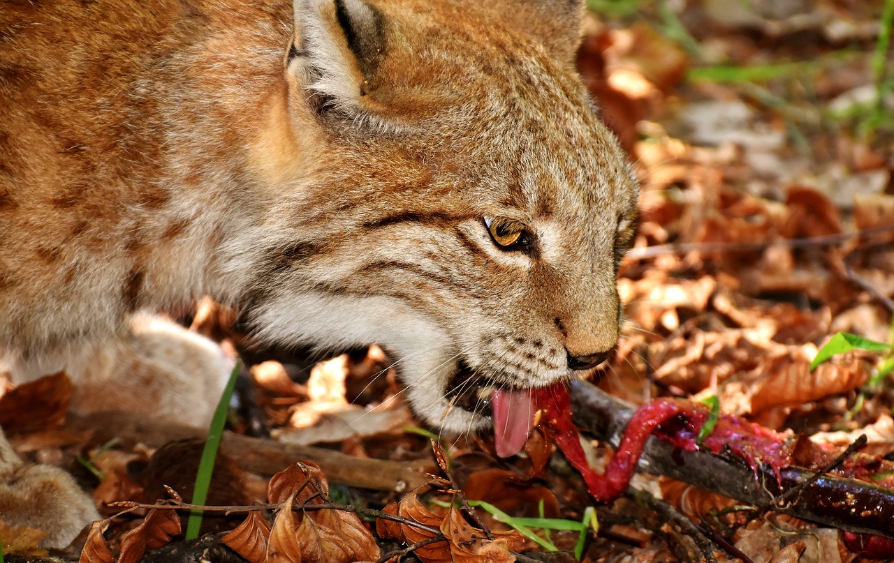 Lūšis, Laukinis Gyvūnas, Pavojingas, Valgyti, Katė, Plėšrūnas, Laukinių Parkų Girtavimas, Nemokamos Nuotraukos,  Nemokama Licenzija