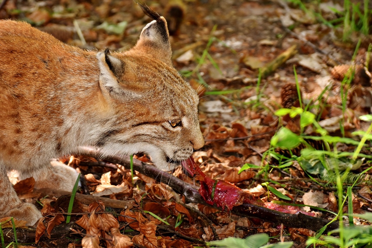 Lūšis, Laukinis Gyvūnas, Pavojingas, Valgyti, Katė, Plėšrūnas, Laukinių Parkų Girtavimas, Nemokamos Nuotraukos,  Nemokama Licenzija