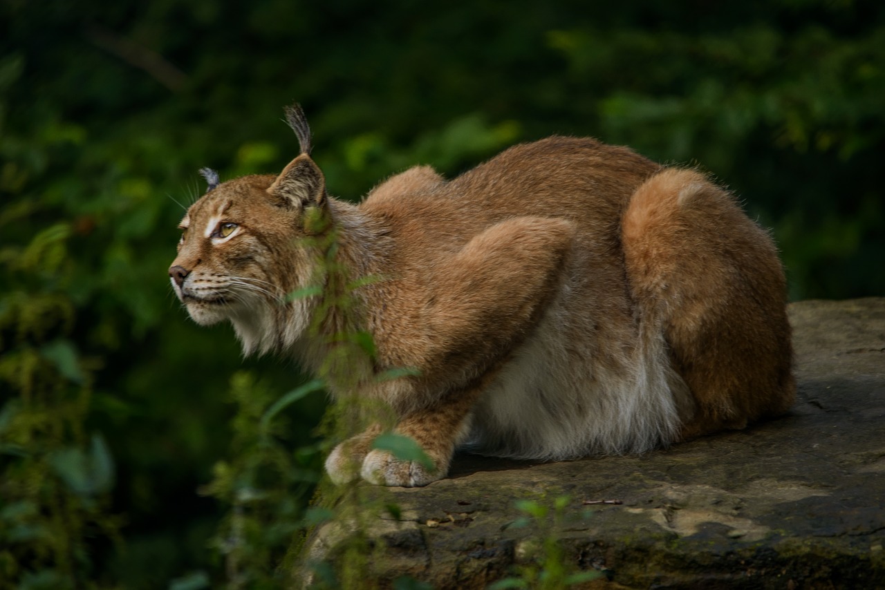 Lūšis, Eurasischer Lynx, Medžiotojas, Žinduoliai, Plėšrūnas, Laukiniai, Gyvūnų Portretas, Mėsėdžiai, Gamta, Nemokamos Nuotraukos