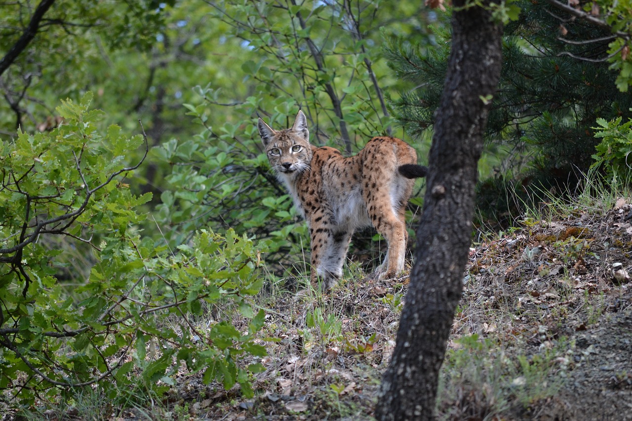 Lūšis, Katė, Wildcat, Sivas, Nemokamos Nuotraukos,  Nemokama Licenzija