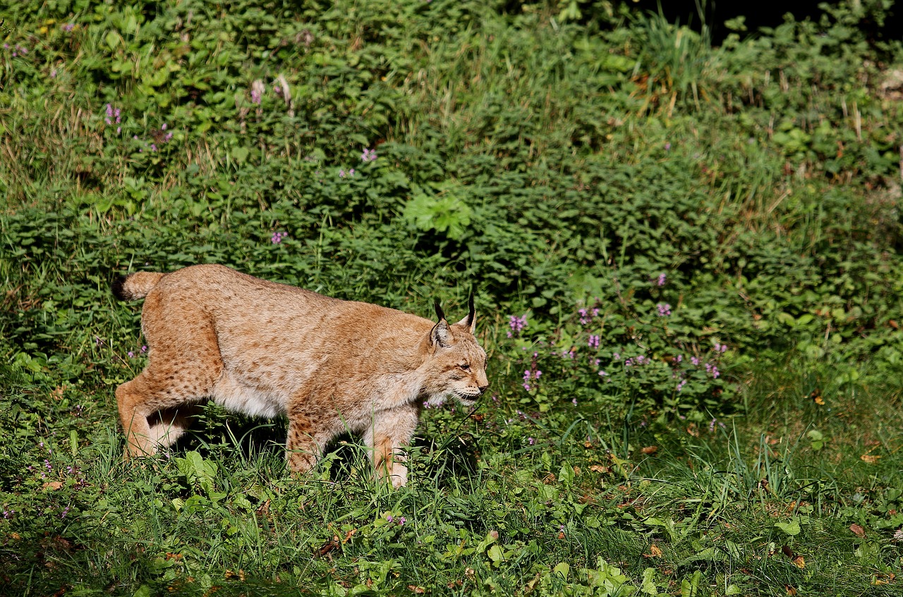 Lūšis, Katė, Wildcat, Plėšrūnas, Eurasischer Lynx, Gamta, Laukiniai Gyvūnai, Mėsėdžiai, Laukinės Gamtos Fotografija, Nemokamos Nuotraukos
