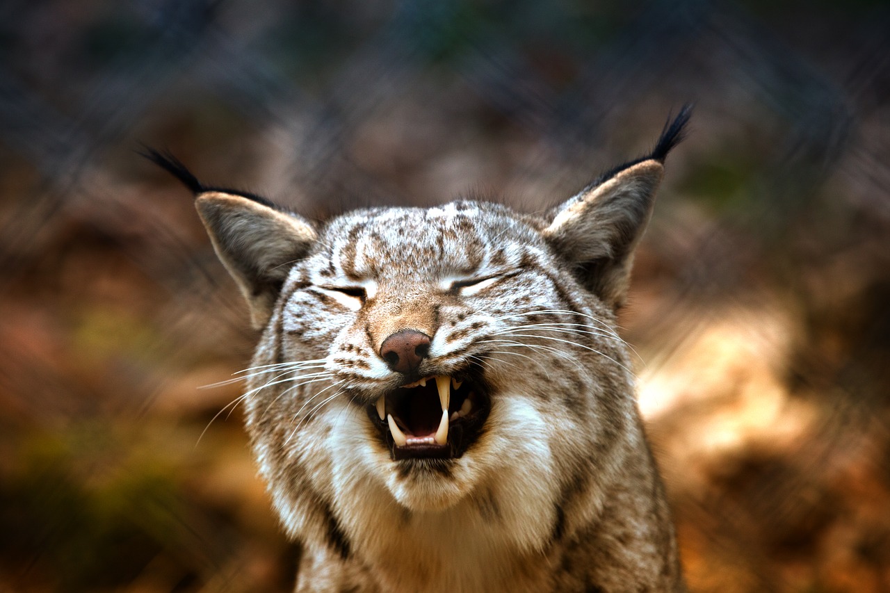 Lūšis, Įkalintas, Eurasischer Lynx, Tvora, Sugauti, Laukinės Gamtos Fotografija, Zoologijos Sodas, Gaubtas, Liūdnas, Laukinio Gyvenimo Parkas