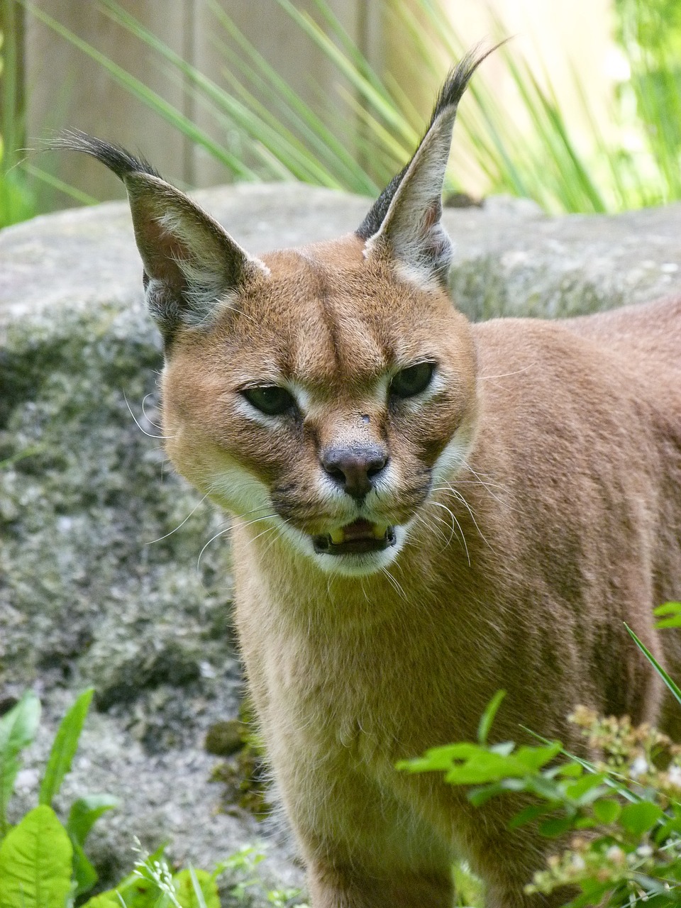 Lūšis,  Gyvūnas,  Fauna,  Gamta,  Be Honoraro Mokesčio, Nemokamos Nuotraukos,  Nemokama Licenzija