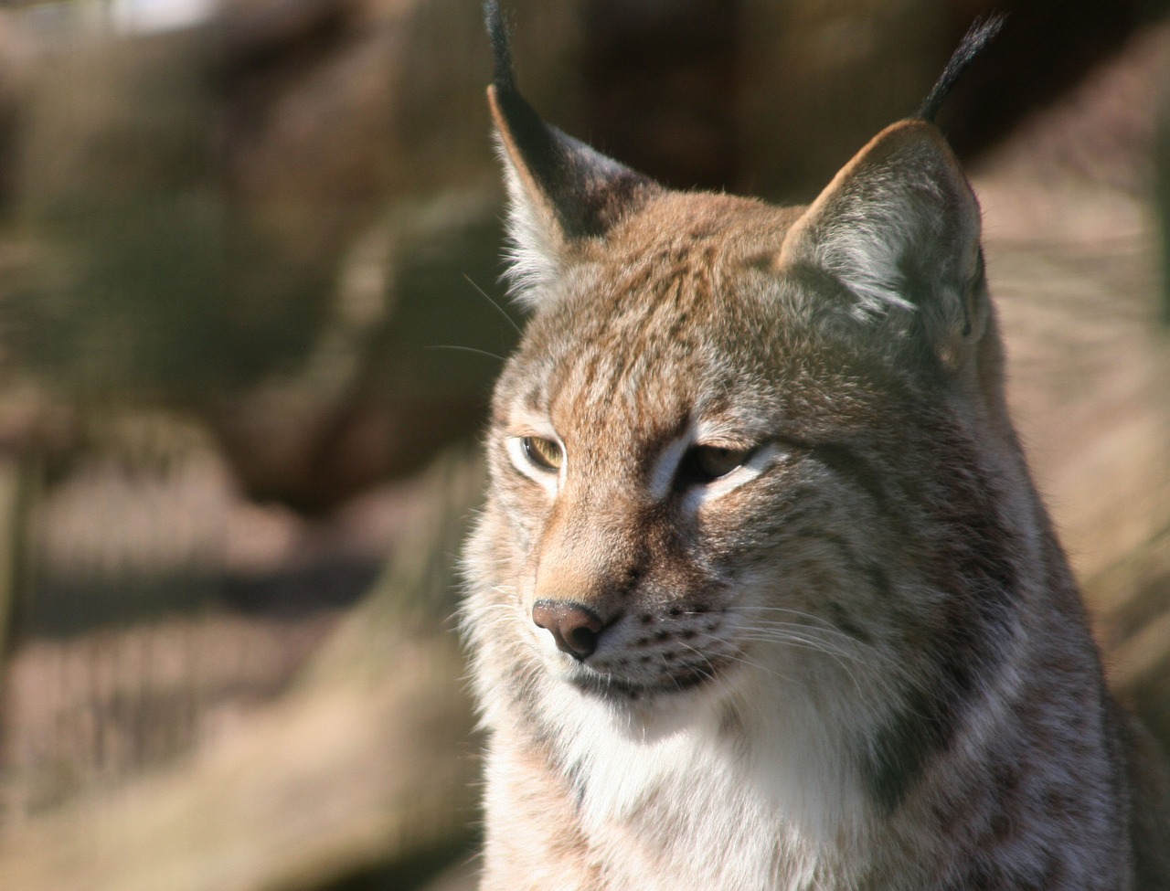 Lūšis,  Fauna,  Žinduolis,  Gamta,  Gyvūnas,  France,  Laukiniai,  Be Honoraro Mokesčio, Nemokamos Nuotraukos,  Nemokama Licenzija