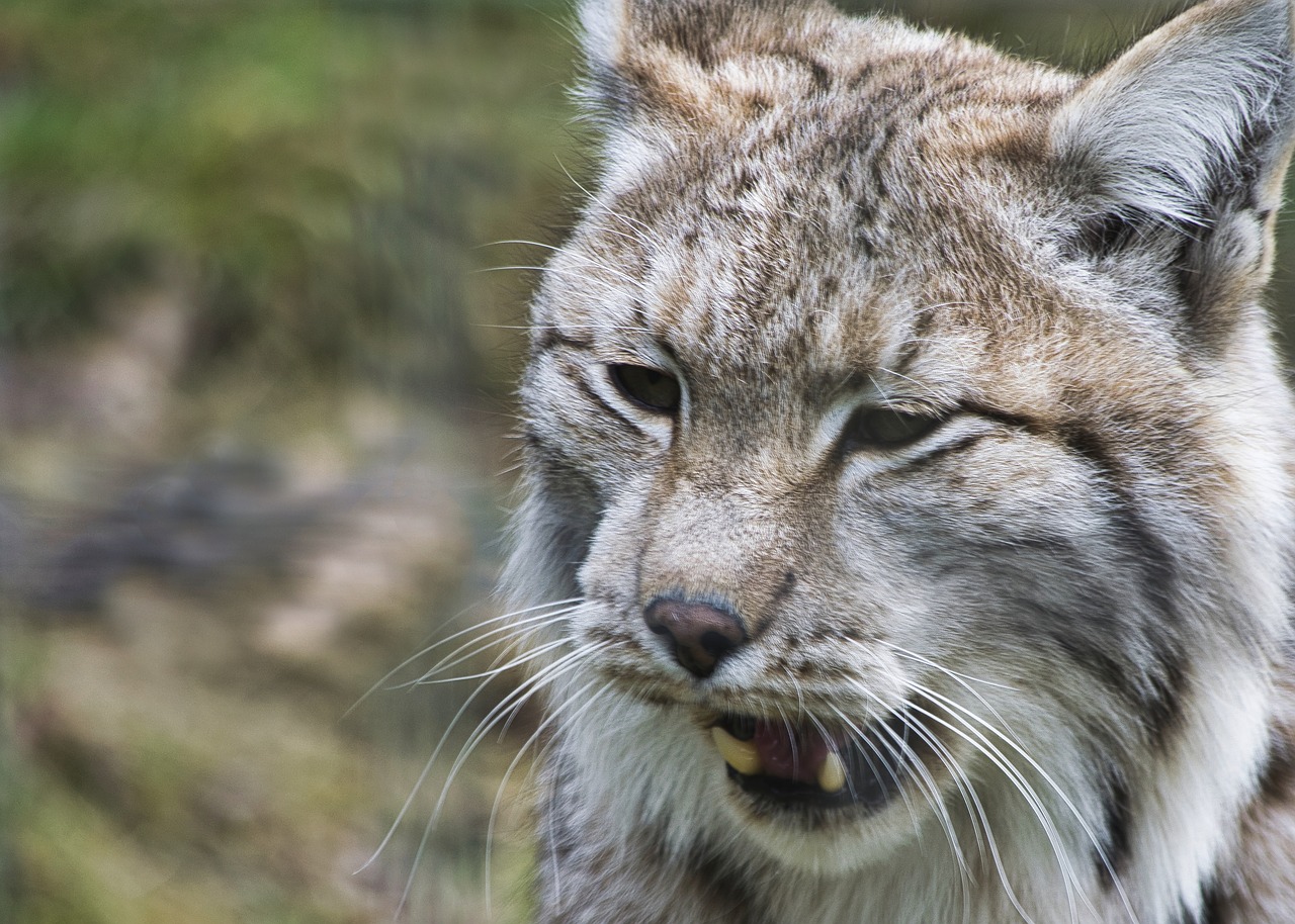 Lynx,  Wildcat,  Katė,  Gyvūnas,  Žinduolis,  Gyvūnijos Pasaulyje,  Mėsėdžiai,  Laukinis Gyvūnas,  Šnypštimas, Nemokamos Nuotraukos