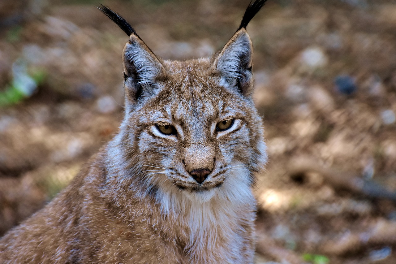 Lynx,  Didelė Katė,  Laukinis Gyvūnas,  Wildcat,  Mėsėdžiai,  Gyvūnijos Pasaulyje,  Predator,  Katė,  Pobūdį,  Hunter