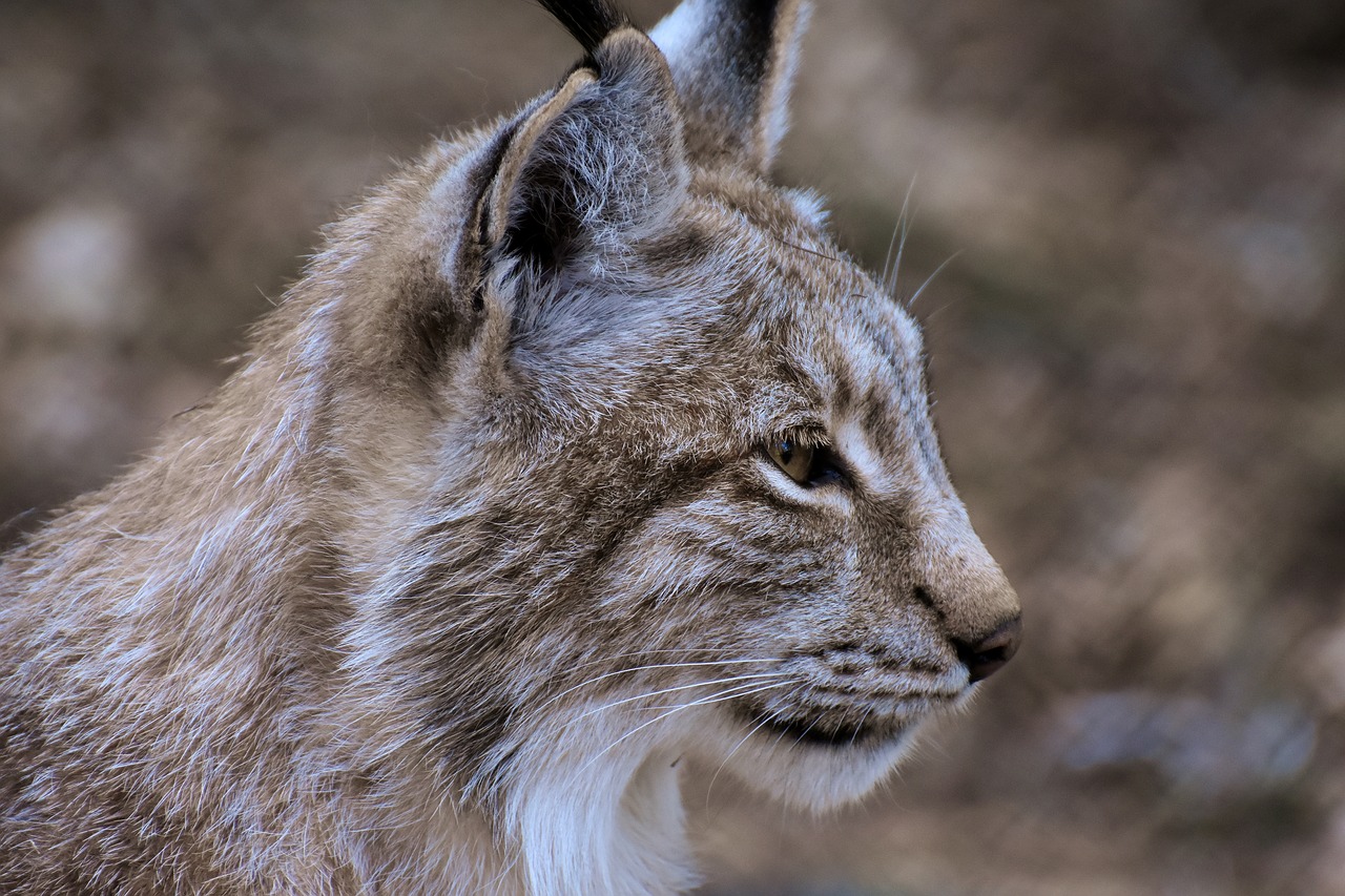 Lynx,  Laukinis Gyvūnas,  Wildcat,  Mėsėdžiai,  Gyvūnijos Pasaulyje,  Predator,  Didelė Katė,  Katė,  Pobūdį,  Hunter