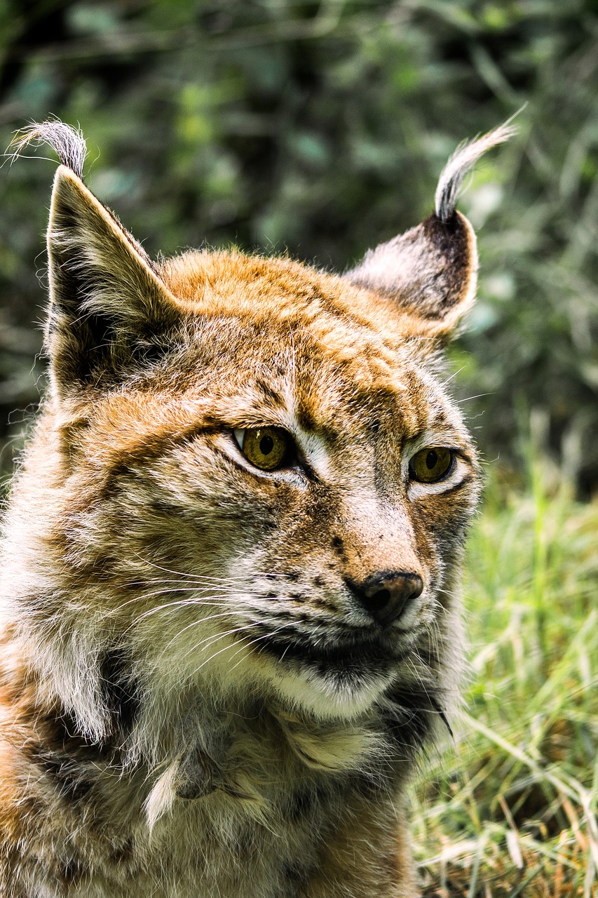 Lynx,  Didelė Katė,  Predator,  Katė,  Wildcat,  Gyvūnas,  Laukinių,  Žinduoliai,  Pobūdį,  Nacionalinis Parkas