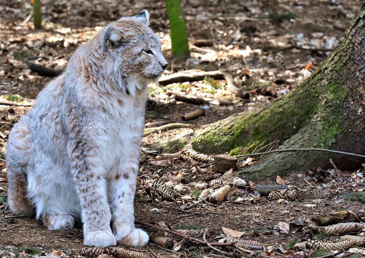 Lynx,  Laukinis Gyvūnas,  Wildcat,  Mėsėdžiai,  Gyvūnijos Pasaulyje,  Predator,  Didelė Katė,  Katė,  Pobūdį,  Hunter