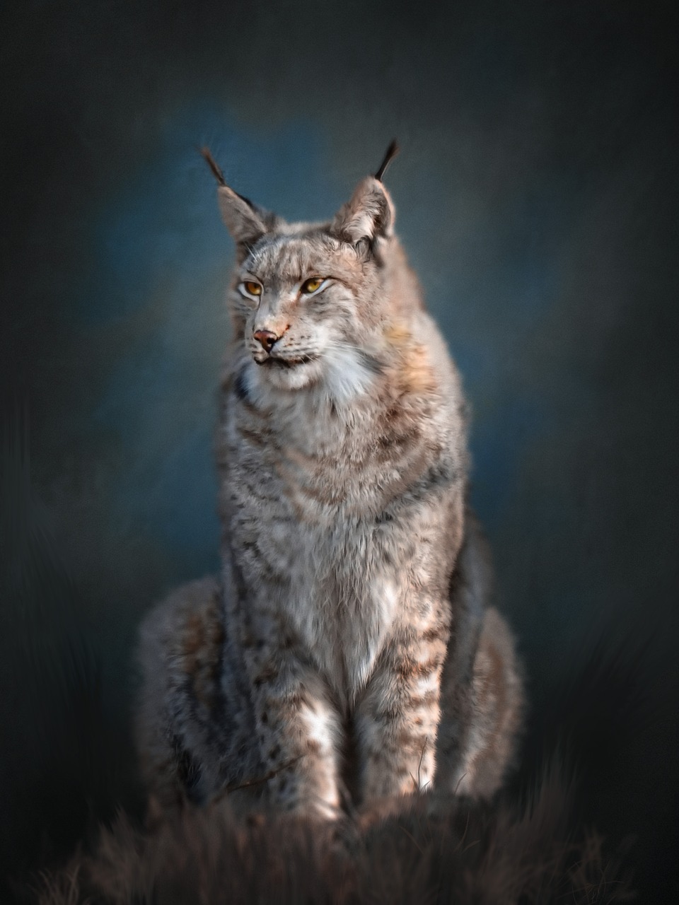 Lynx,  Laukinis Gyvūnas,  Predator,  Pobūdį,  Portretas,  Didelė Katė,  Katė Šeimos,  Iš Arti,  Skaitmeninis Menas,  Skaitmeninės Tapybos