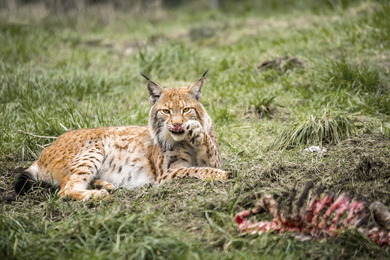 Lynx,  Didelė Katė,  Katė,  Wildcat,  Gyvūnų Portretas,  Predator,  Gyvūnas,  Pobūdį,  Mėsėdžiai,  Žinduoliai