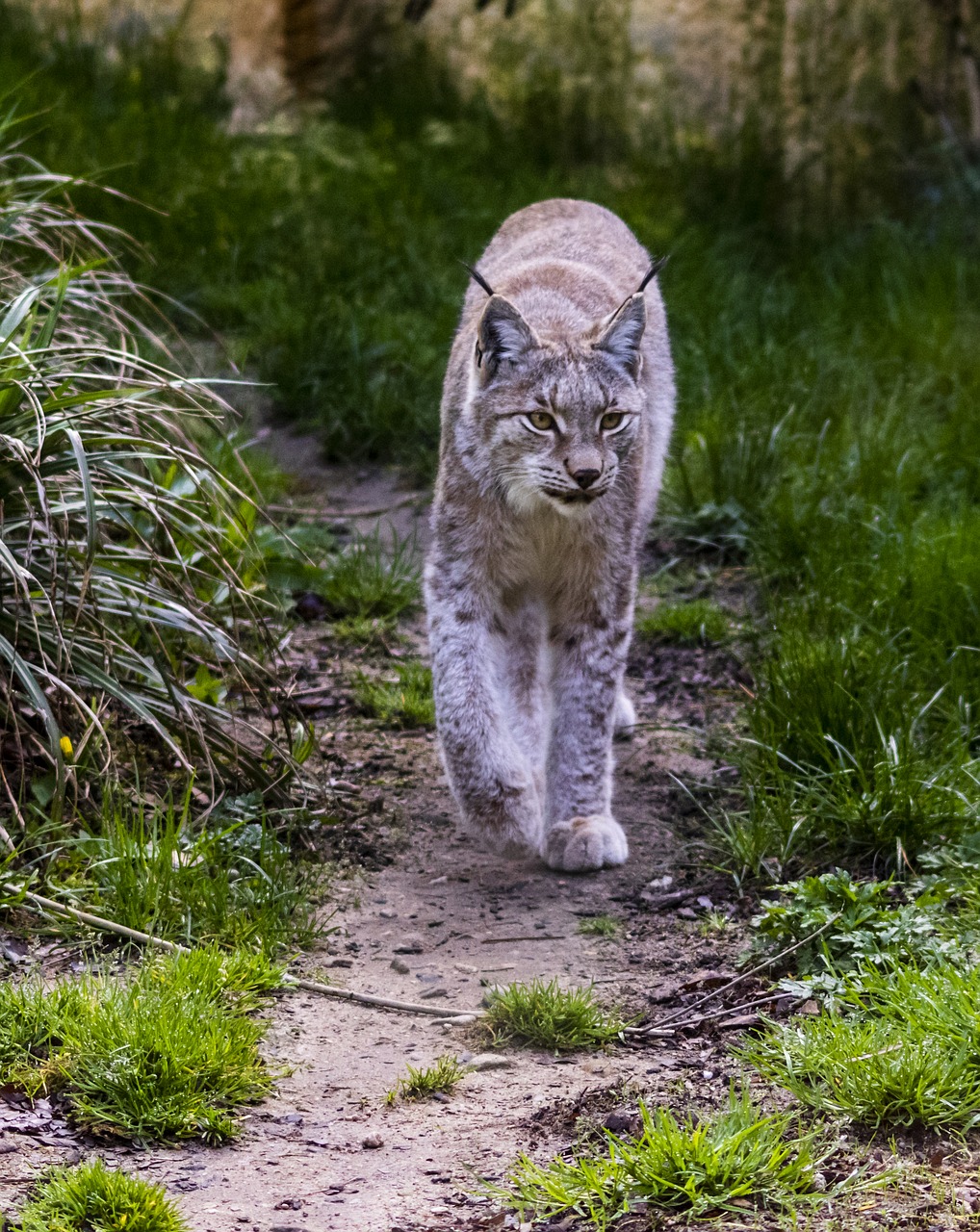 Lynx,  Žinduolis,  Zoo,  Mėsėdis,  Kačių, Nemokamos Nuotraukos,  Nemokama Licenzija