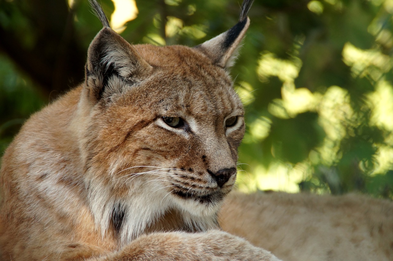 Lūšis, Gyvūnas, Katė, Wildcat, Lynx Lynx, Eurasischer Lynx, Felidae, Žinduoliai, Dėmesio, Plėšrūnas