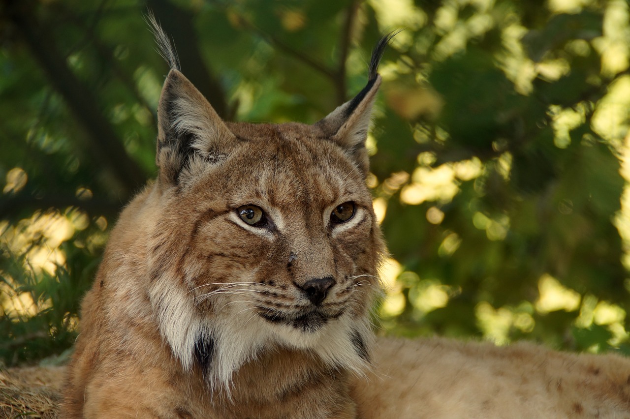 Lūšis, Gyvūnas, Katė, Wildcat, Lynx Lynx, Eurasischer Lynx, Felidae, Žinduoliai, Dėmesio, Plėšrūnas