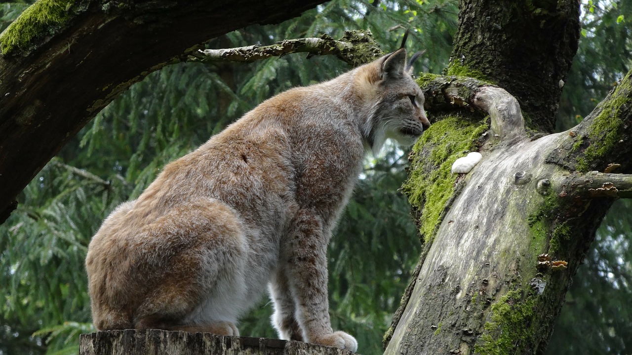 Lūšis, Wildcat, Nemokamos Nuotraukos,  Nemokama Licenzija