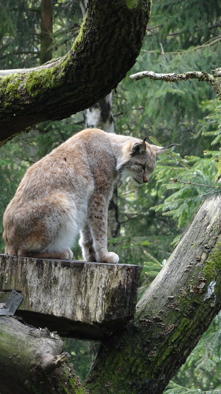 Lūšis, Wildcat, Nemokamos Nuotraukos,  Nemokama Licenzija