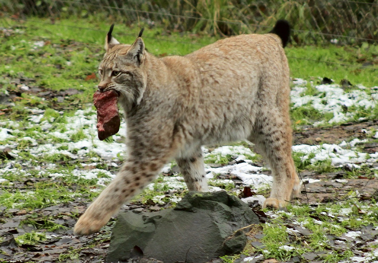 Lūšis, Gyvūnas, Maistas, Wildcat, Katė, Žinduoliai, Plėšrūnas, Gresia Pavojus, Kailis, Nemokamos Nuotraukos