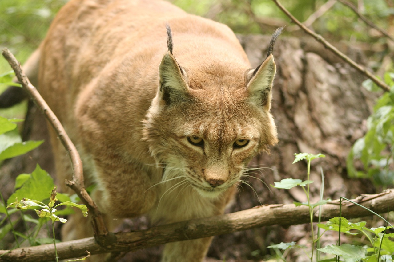 Lūšis, Lynx Lynx, Eurasischer Lynx, Felidae, Katė, Wildcat, Gyvūnai, Žinduoliai, Dėmesio, Halbwüchsig