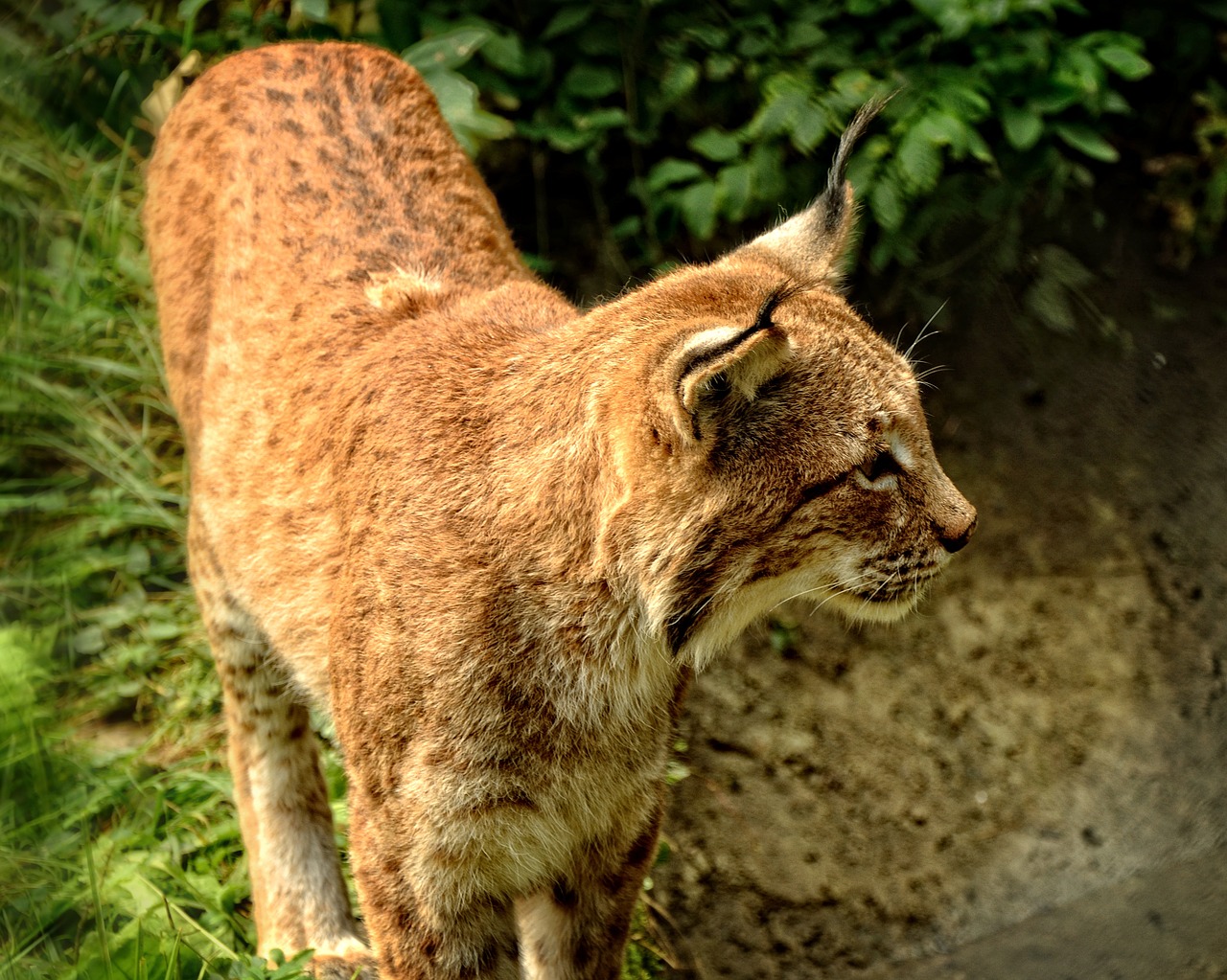 Lūšis, Wildcat, Katė, Plėšrūnas, Žinduoliai, Eurasischer Lynx, Laukiniai Gyvūnai, Laukiniai, Laukinis Gyvūnas, Gyvūnų Pasaulis
