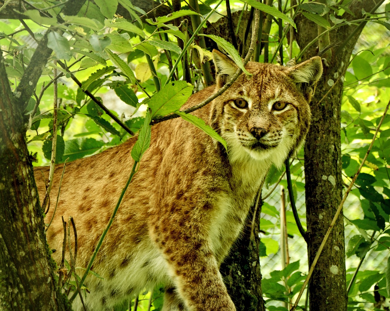 Lūšis, Wildcat, Katė, Plėšrūnas, Žinduoliai, Eurasischer Lynx, Laukiniai Gyvūnai, Laukiniai, Laukinis Gyvūnas, Gyvūnų Pasaulis