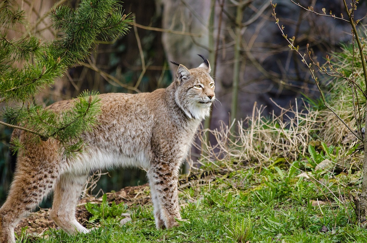 Lūšis, Bobcat, Laukinė Gamta, Plėšrūnas, Gamta, Lauke, Laukiniai, Portretas, Stovintis, Miškas