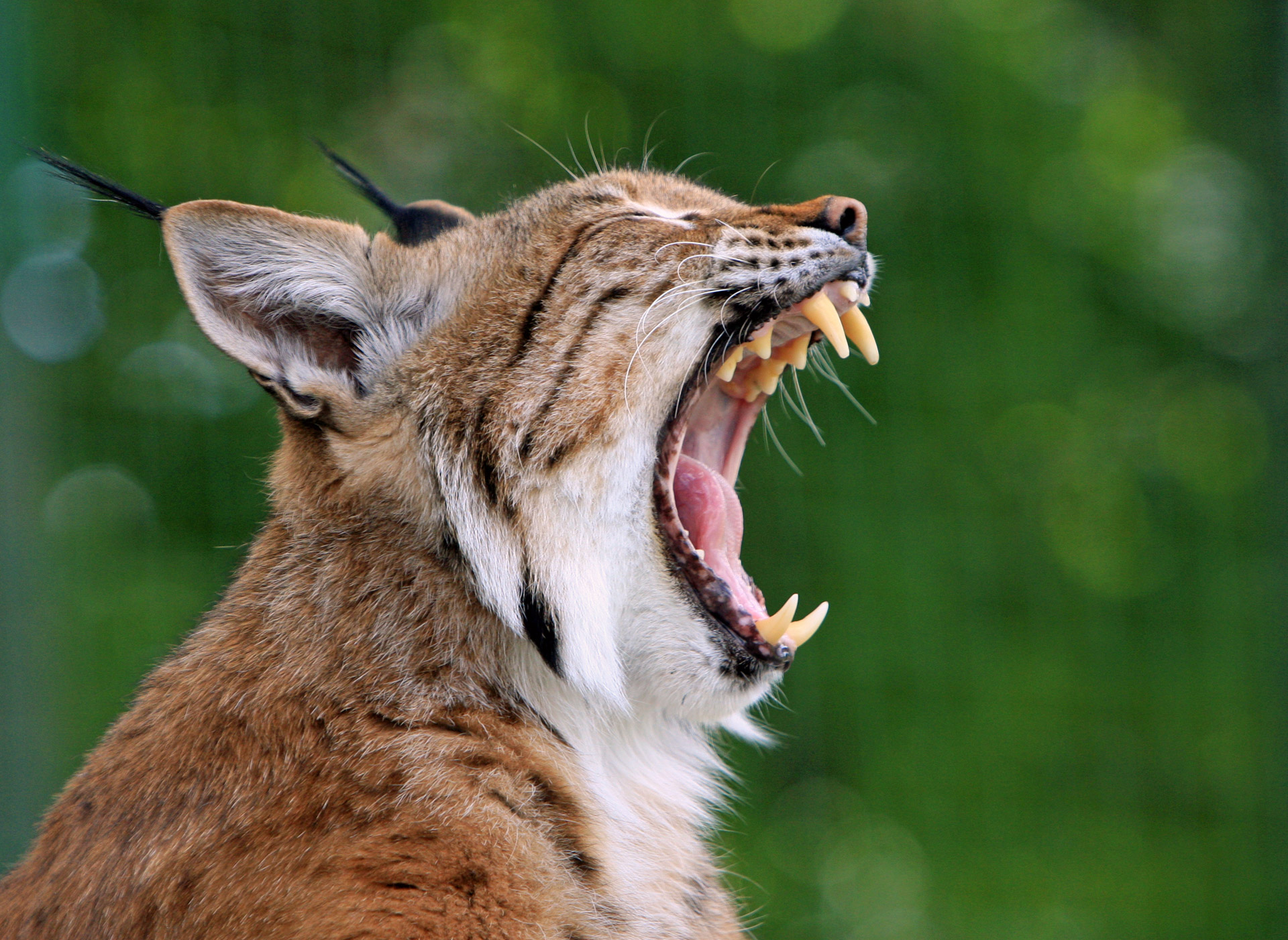 Lūšis,  Bobcat,  Didelis & Nbsp,  Katinas,  Kačių,  Laukinė Gamta,  Gamta,  Gyvūnas,  Iš Arti,  Žiovulys