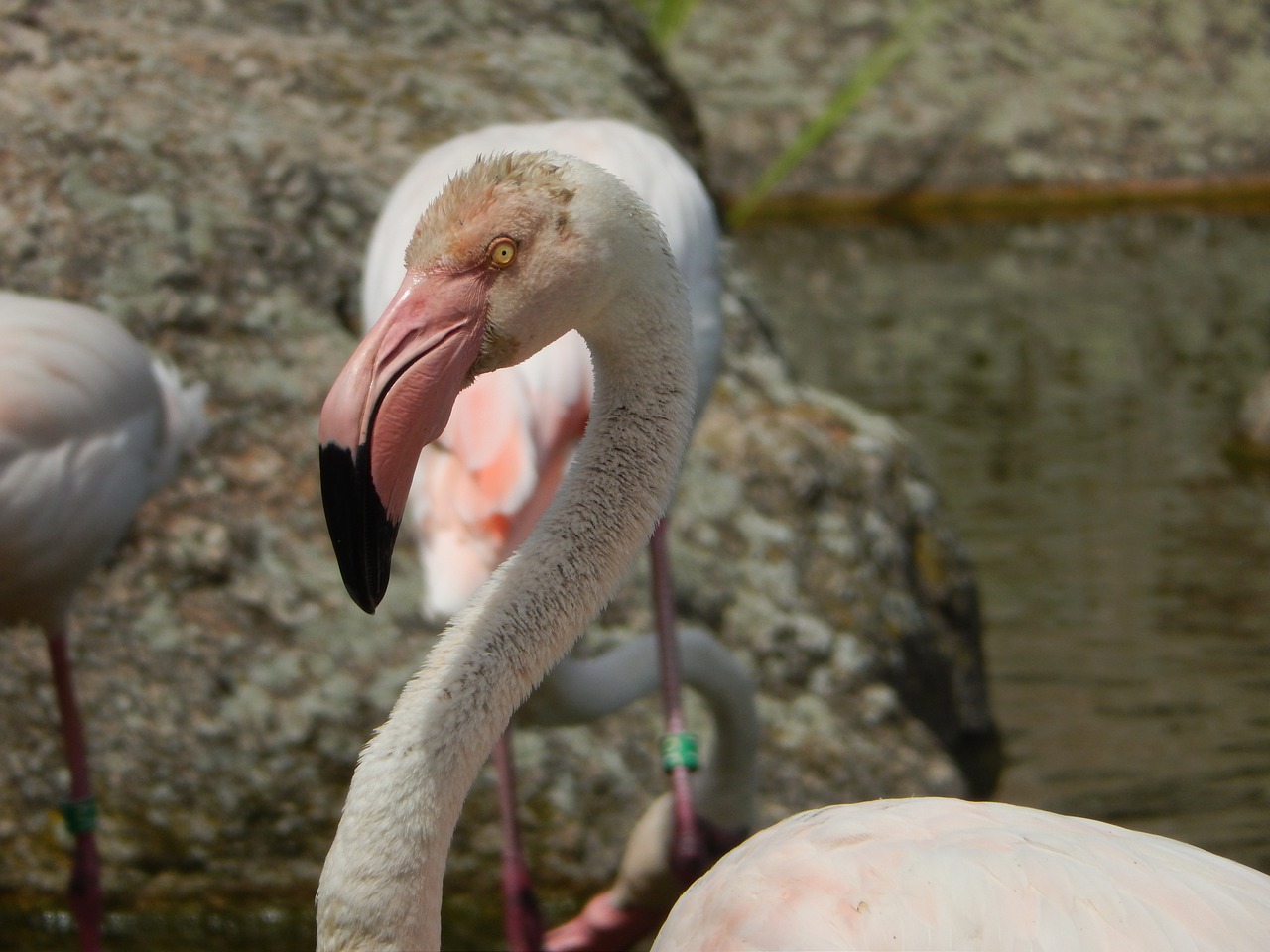 Flamingo, Lyon, France, Parkas, Parc De La Tet Dor, Zoologijos Sodas, Rožinis, Nemokamos Nuotraukos,  Nemokama Licenzija