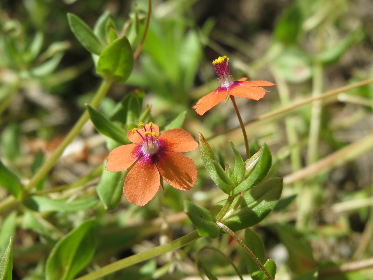 Lysimachia Arvensis, Raudona Pimpernel, Raudonasis Kiškis, Vargšų Barometras, Prastos Žmogaus Oras-Stiklas, Aviganio Stiklas, Wildflower, Flora, Botanika, Žiedas