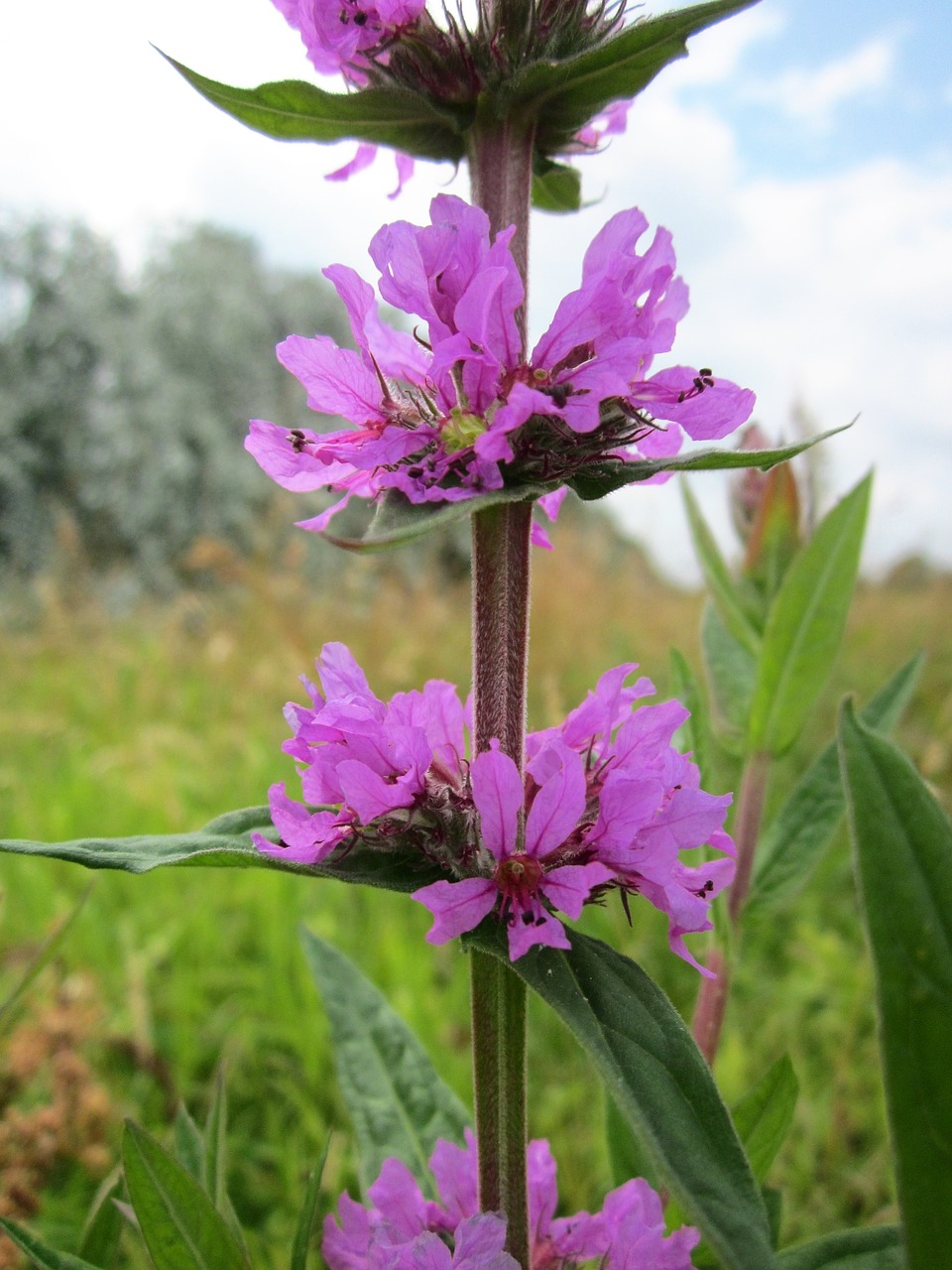 Lithrum Salicaria,  Purpurinė Laisvizija,  Spiked Loosestrife,  Violetinė Lytris,  Wildflower,  Flora,  Botanika,  Augalas,  Rūšis,  Inlforescence