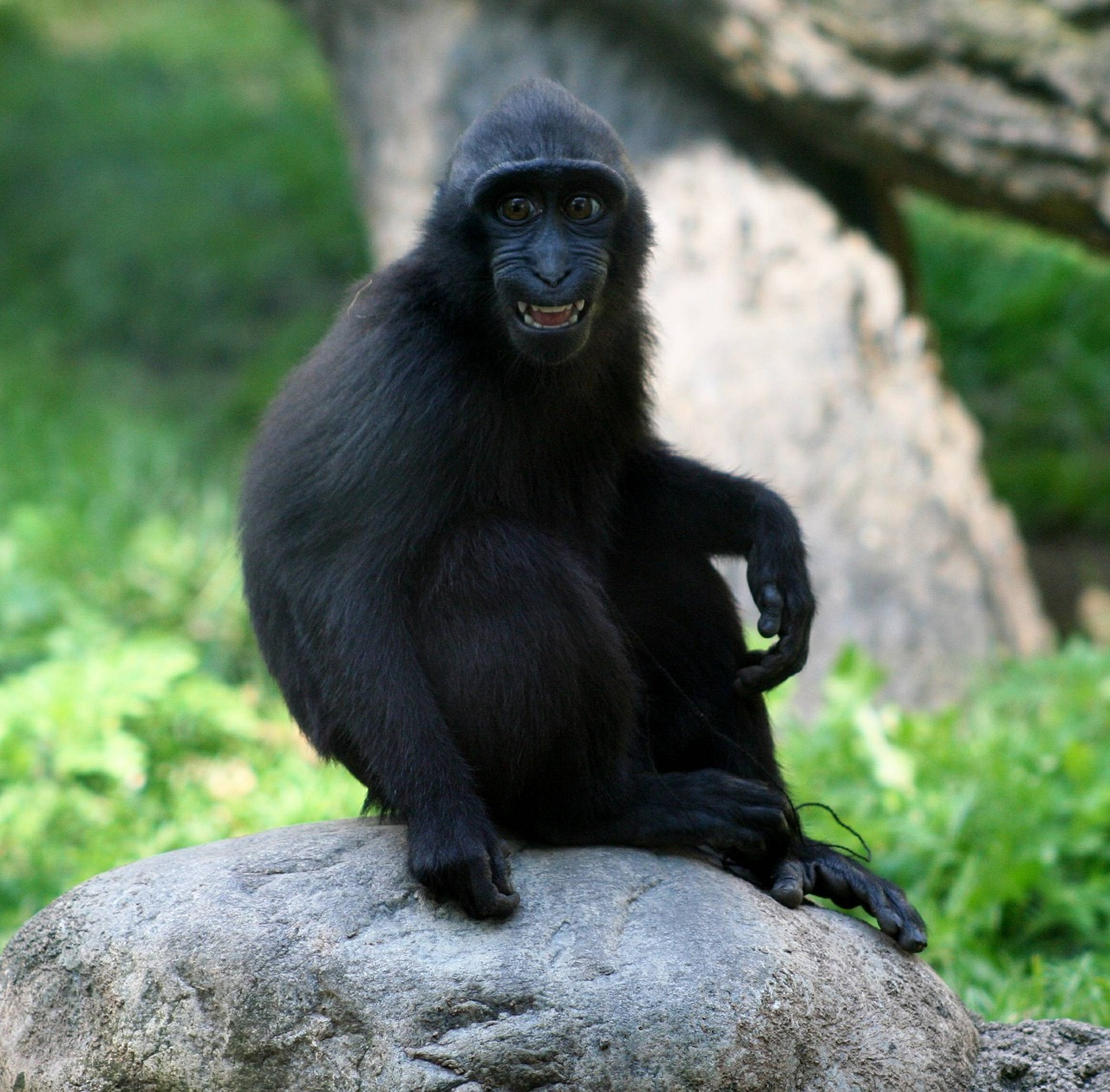 Makakos, Beždžionė, Jaunas, Macaca Nigra, Sėdi, Žiūri, Žinduolis, Šypsena, Nemokamos Nuotraukos,  Nemokama Licenzija