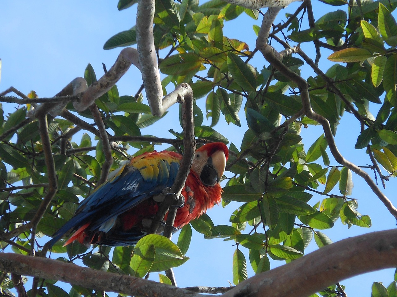 Macaw, Kolumbija, Spalvingas Gyvūnas, Ave, Cauca, Popayan, Įvairovė, Nemokamos Nuotraukos,  Nemokama Licenzija