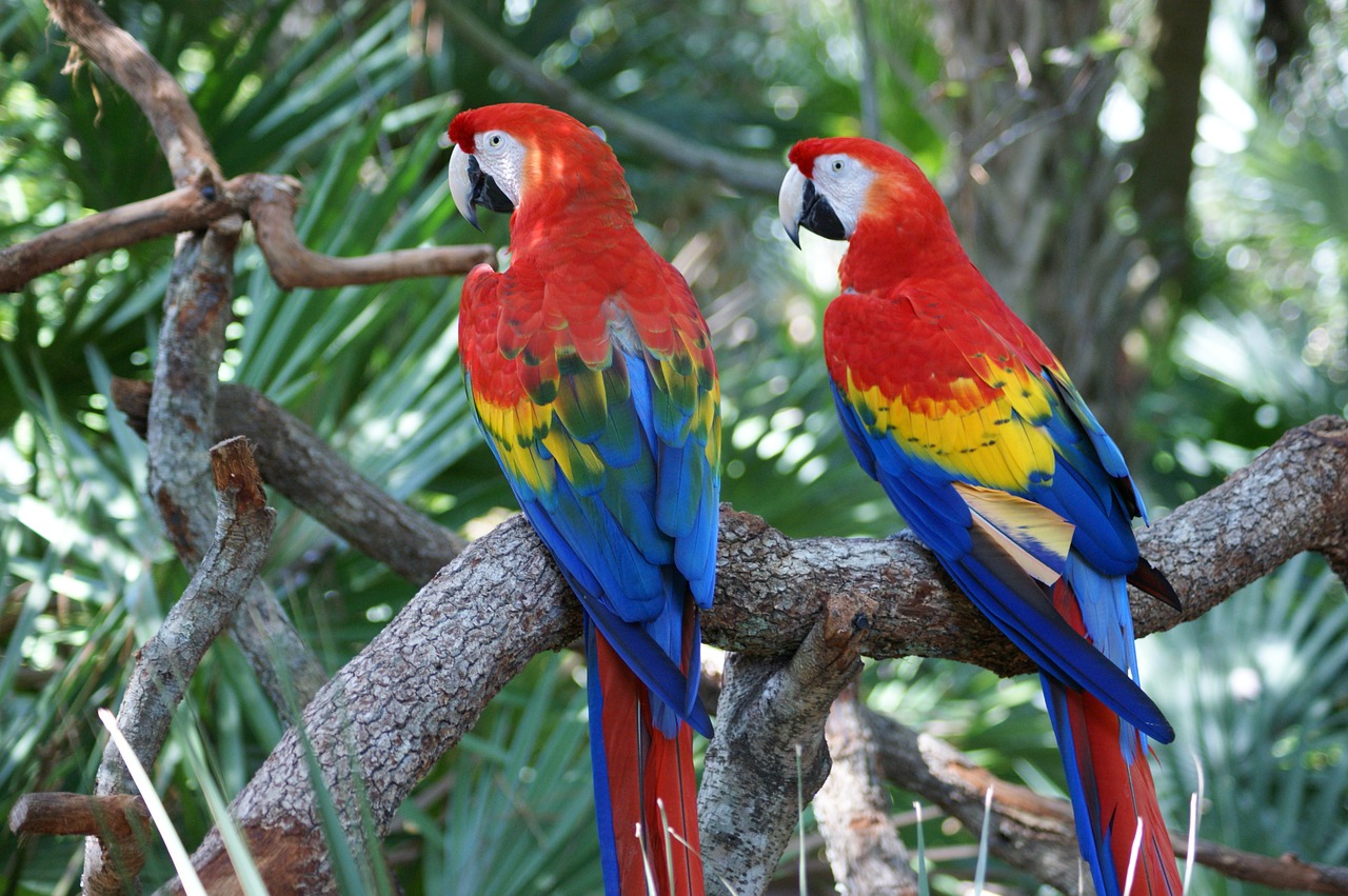 Macaw, Raudona, Papūga, Paukštis, Spalvinga, Didelis, Snapas, Didelis, Laukinė Gamta, Raudona Macaw