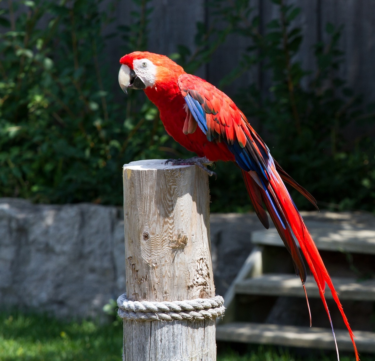 Macaw, Paukštis, Papūga, Atogrąžų, Sustingęs, Žiūri, Spalvinga, Snapas, Portretas, Profilis