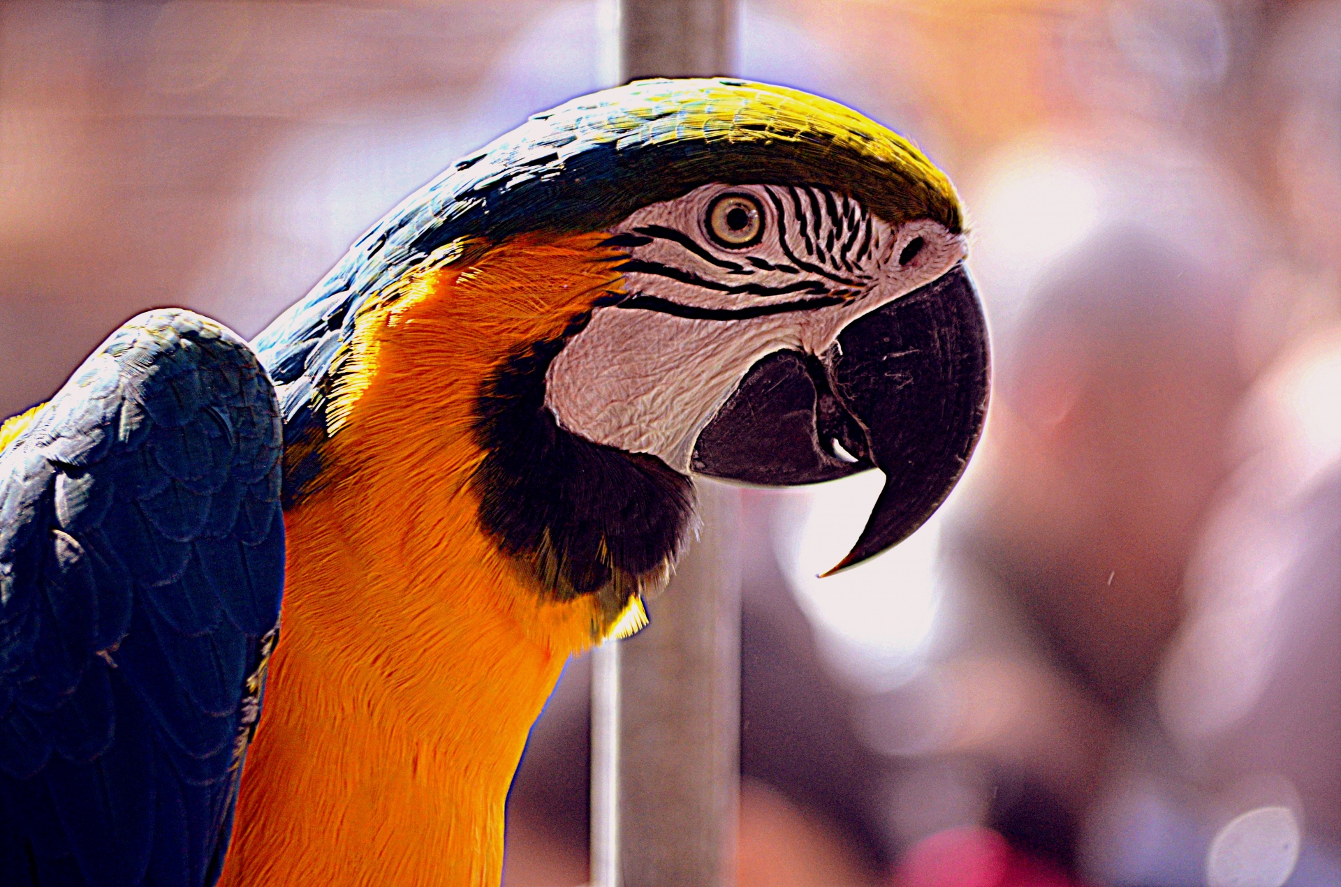 Gyvūnai,  Paukštis,  Paukščiai,  Papūga,  Macaw,  Naminis Gyvūnėlis,  Plunksnos,  Daugiametė & Nbsp,  Spalvota,  Macaw