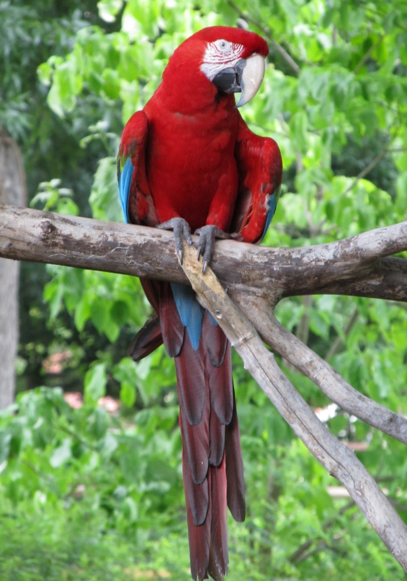 Macaw,  Paukštis,  Papūga,  Atogrąžų,  Tapetai,  Fonas,  Sustingęs,  Žiūri,  Spalvinga,  Snapas