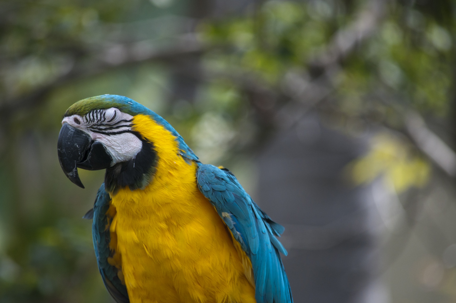 Macaw,  Macaws,  Paukštis,  Paukščiai,  Laukinė Gamta,  Atogrąžų,  Tropikai,  Mėlynas,  Turkis,  Geltona