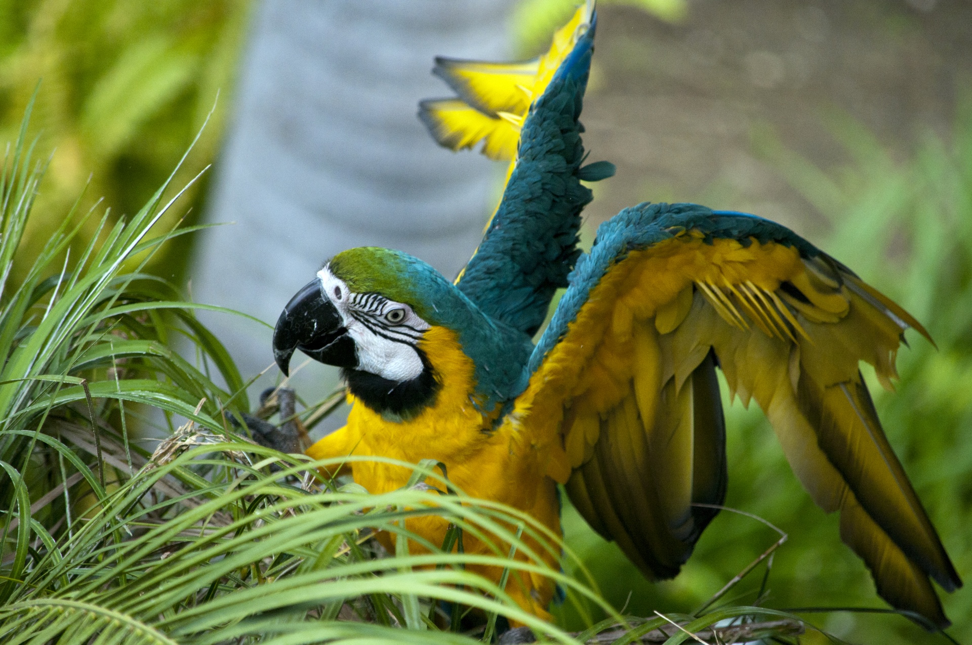 Macaw,  Macaws,  Paukštis,  Paukščiai,  Laukinė Gamta,  Atogrąžų,  Tropikai,  Mėlynas,  Turkis,  Geltona