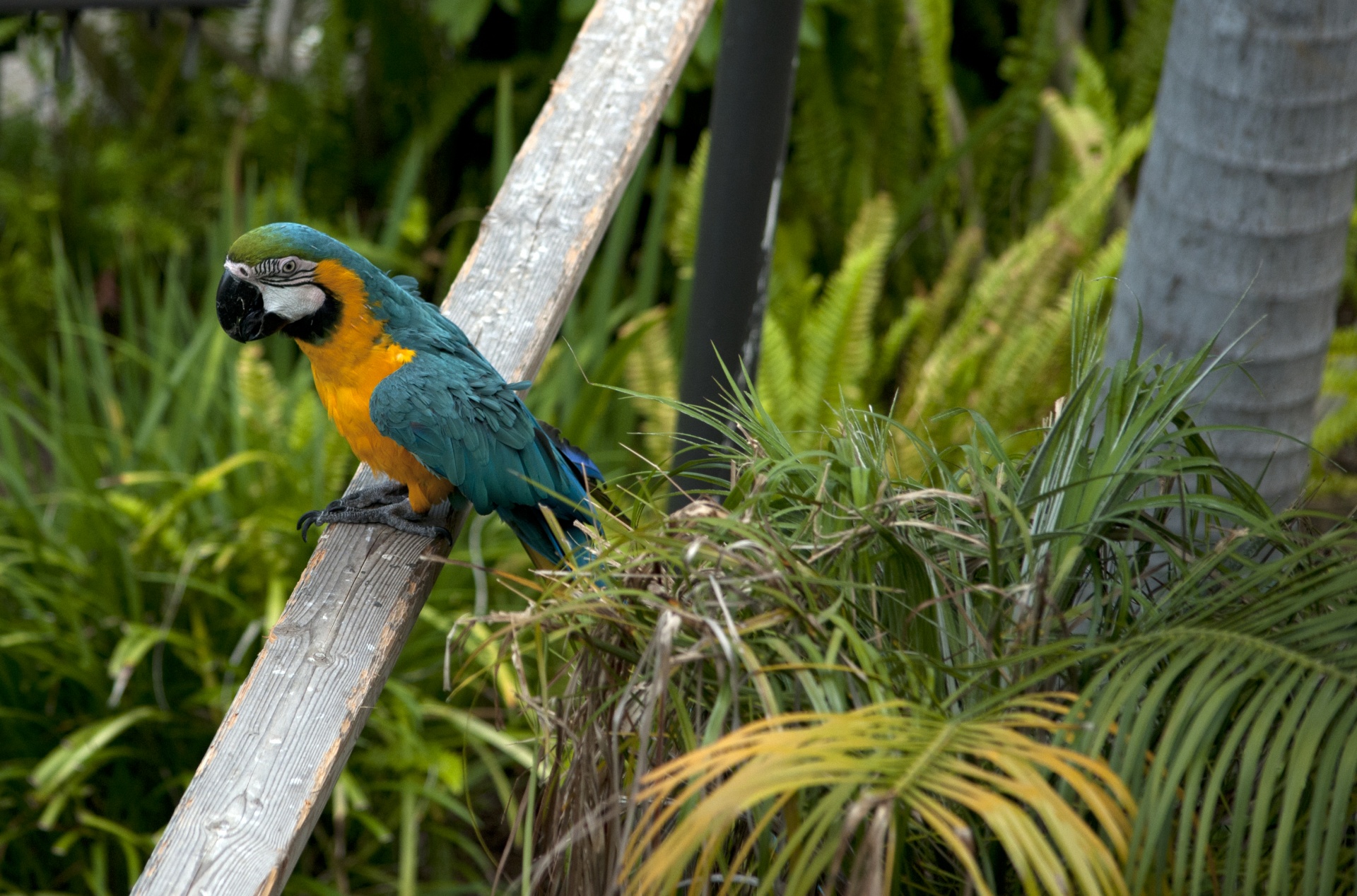 Macaw,  Macaws,  Paukštis,  Paukščiai,  Laukinė Gamta,  Atogrąžų,  Tropikai,  Mėlynas,  Turkis,  Geltona