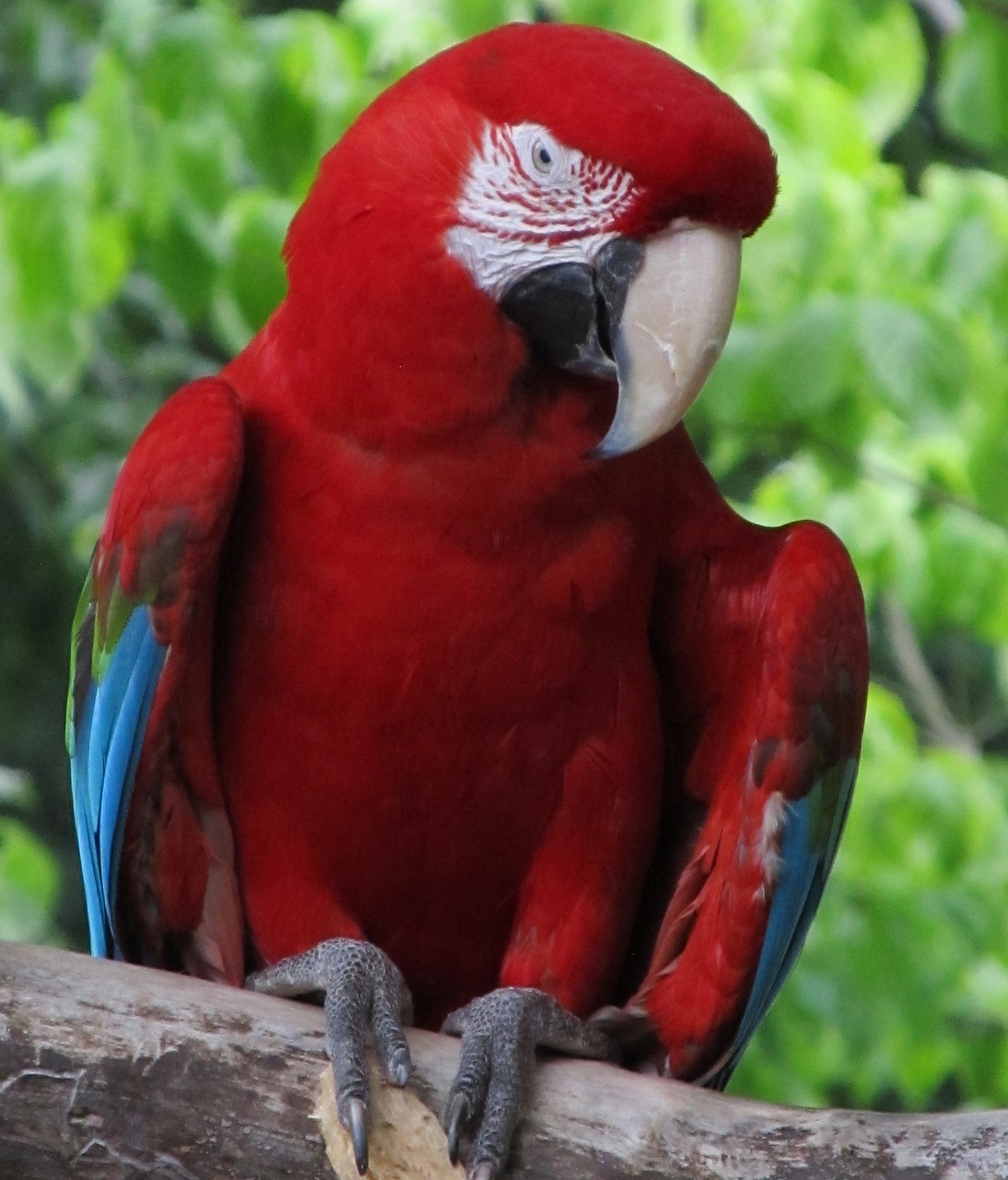 Macaw, Papūga, Paukštis, Spalvinga, Plunksna, Sustingęs, Atogrąžų, Raudona, Mėlynas, Balta