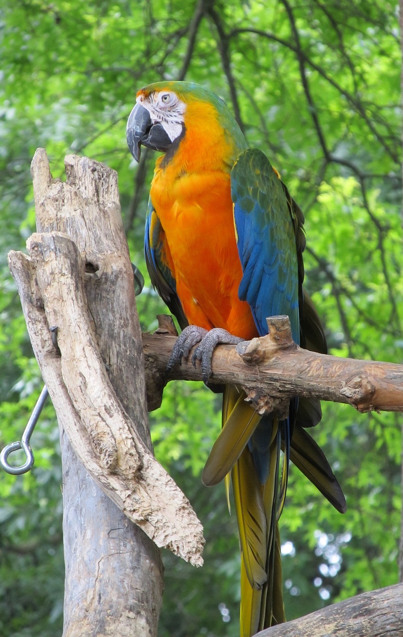 Macaw, Papūga, Paukštis, Spalvinga, Plunksna, Sustingęs, Atogrąžų, Sparnai, Portretas, Žiūri